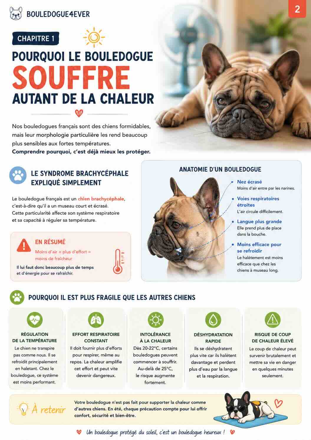 1. Canicule : le guide indispensable pour protéger votre bouledogue – Image 2