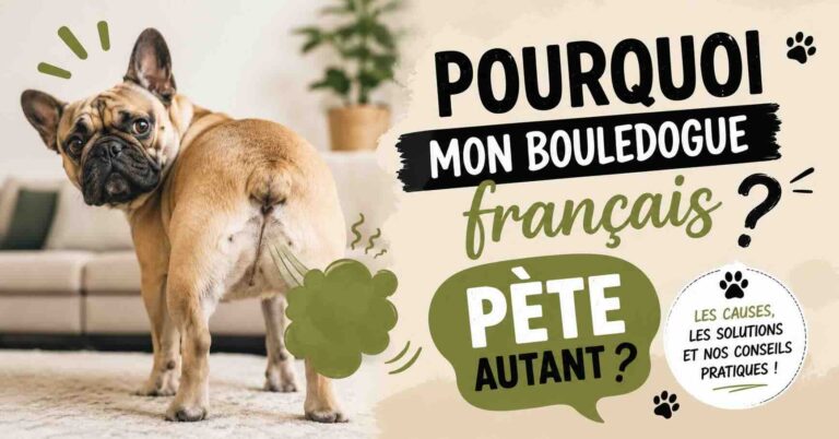 Pourquoi mon bouledogue français pète autant ?