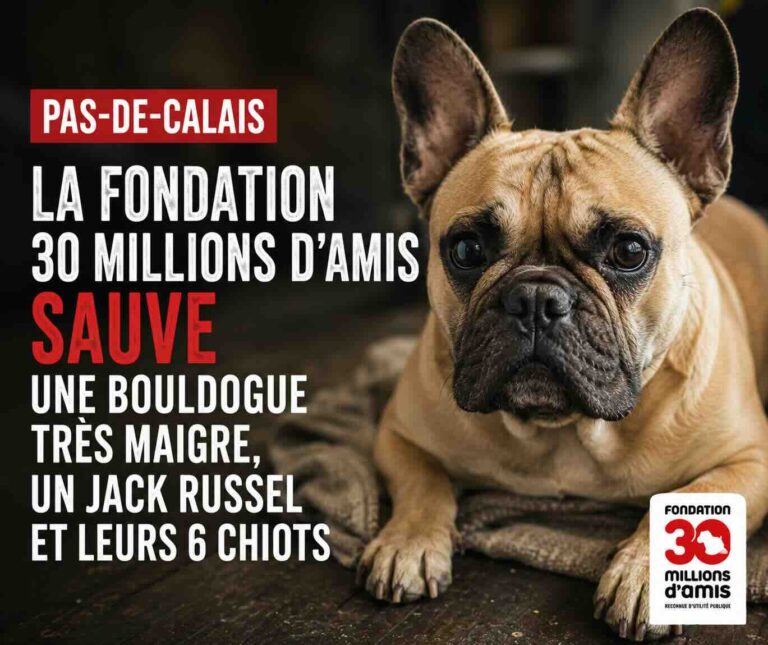 Pas-de-Calais : une famille de chiens secourue après avoir vécu dans des conditions insalubres