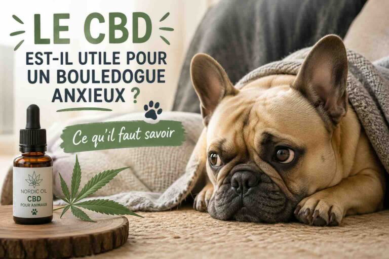Le CBD est-il utile pour un bouledogue français anxieux ? Ce qu&rsquo;il faut savoir